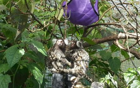 Marmosets at El Bosque Zoo