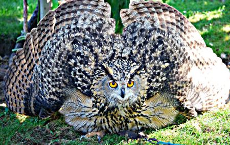 Eurasian Eagle Owl at El Bosque Zoo