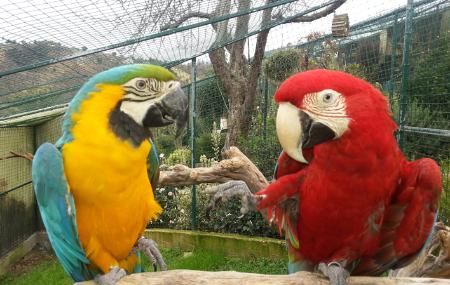 Gli ara dello zoo El Bosque