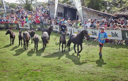 Imagen Asturcón Festival