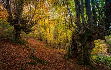 Beech forest in Ḷḷindes. Quirós