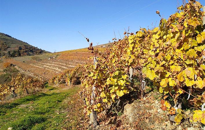 Gehe zu Bild Weingut Las Danzas