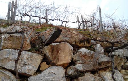 Bancal de piedra de la Bodega Antonio Álvarez Álvarez