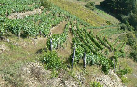 Viñedos de la Bodega Antonio Álvarez Álvarez