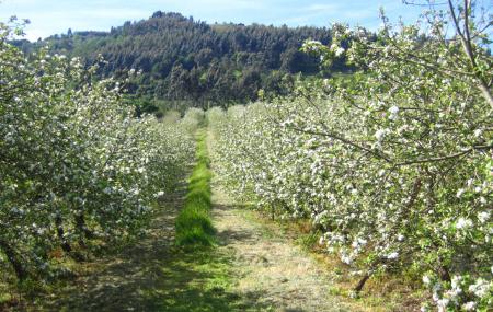 Pomarada Finca La Rionda