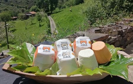 Afuega'l Pitu atroncao cheese from the Temia cheese factory