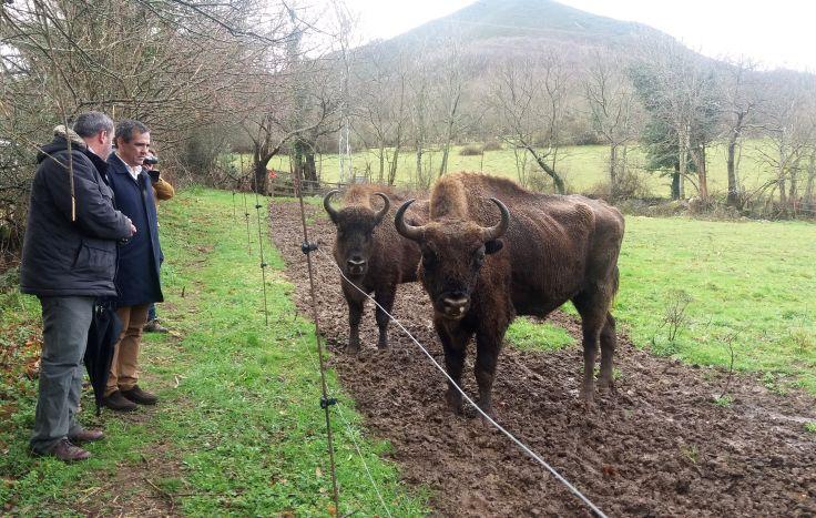 Ir a Imagen El Parque de la Prehistoria de Teverga incorpora este año dos ejemplares de uros y un nuevo ejemplar hembra de bisonte europeo