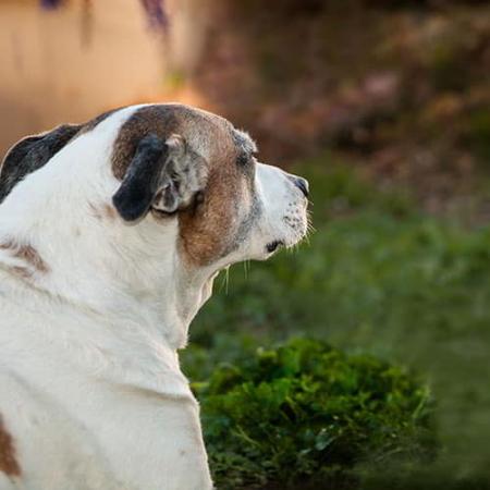 Image If your dog is a restricted breed (DBB)