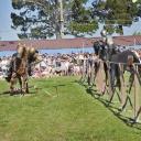 Image Los Exconxuraos en Llanera