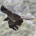 Imagen Birding Picos de Europa