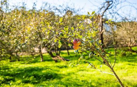 Manzana en pumarada