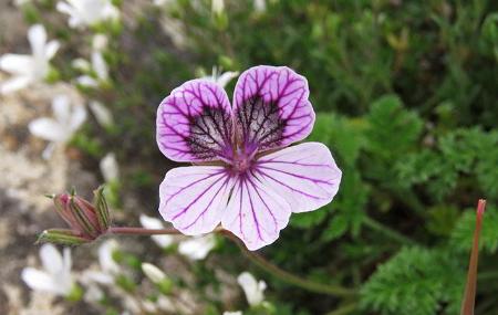 Erodium Glandulosum