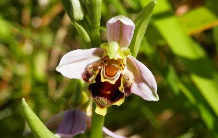 Imagen Observação da flora