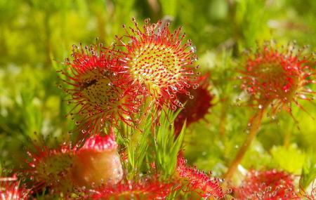 Drosera Rotundifolia