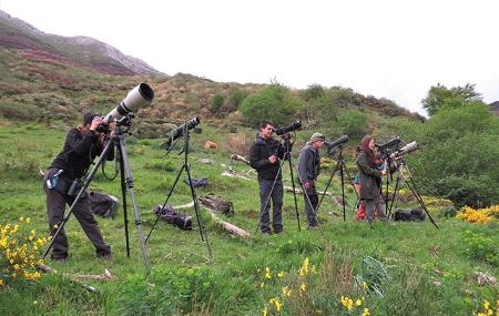 Bear Watching Activity