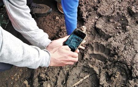 Group photographing bear tracks