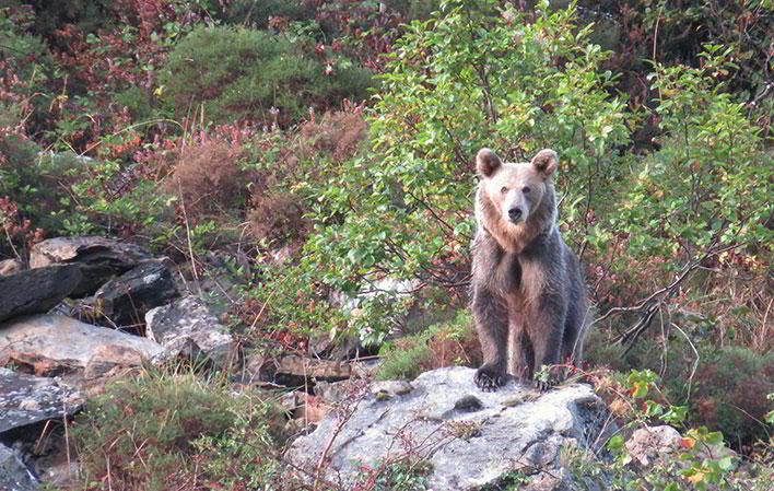 Ir a Imagen Observación de Osos