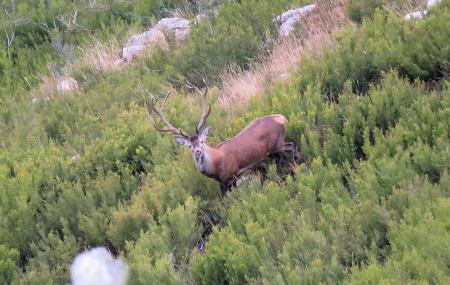 Imagen L'accoppiamento dei cervi
