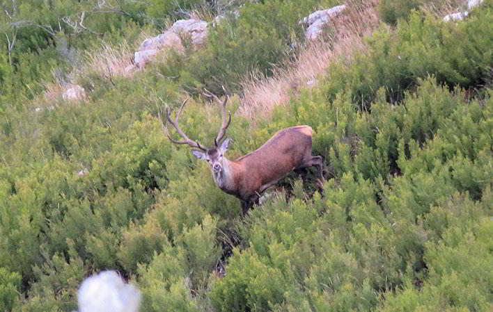 Vai a Immagine L'accoppiamento dei cervi