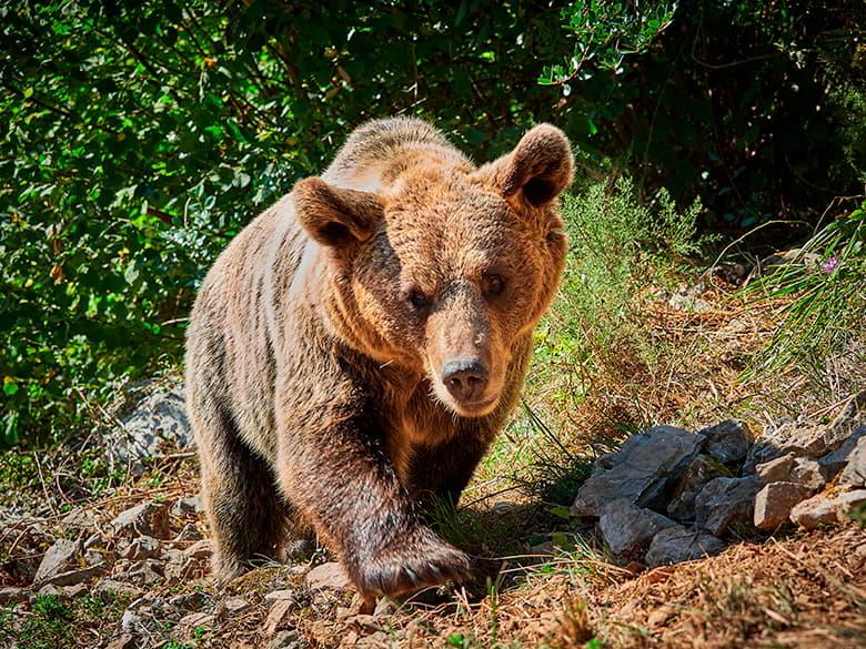 Image of a Cantabrian brown bear