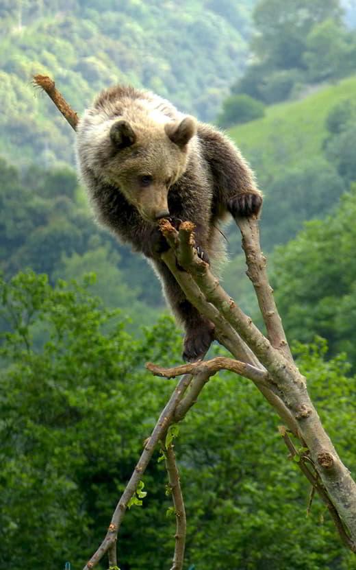 Immagine di un orso bruno cantabrico ©Fondazione Orso