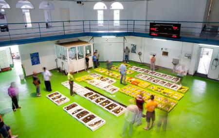 Fish auction in Puerto de Vega