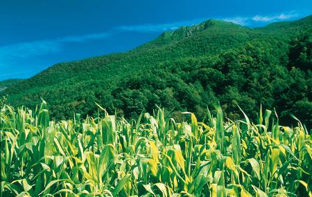 Campo di grano e foresta in Degaña