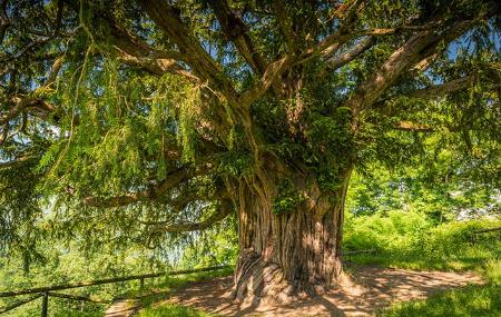 Imagen The Bermiego Yew Tree and Oak Tree 