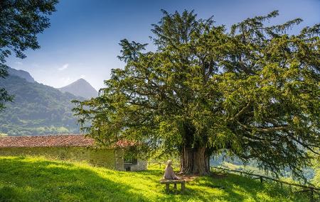 Tejo de Bermiego y capilla en Quirós