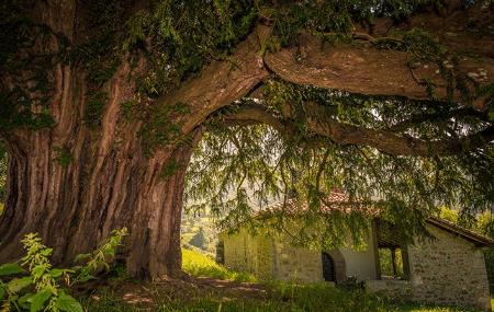 Kapelle und Eibenbaum von Bermiego in Quirós