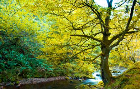 Floresta de Muniellos