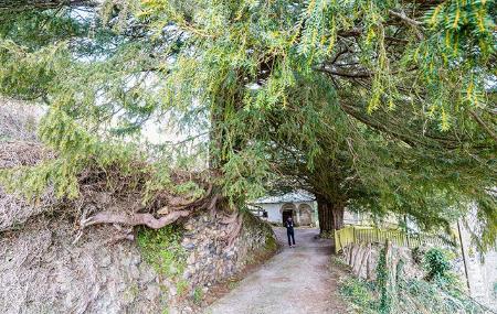 Imagen Santa Coloma Yew Tree