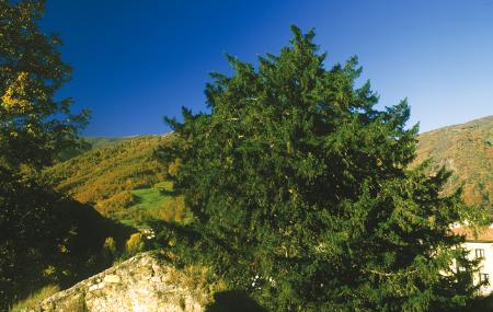 Albero di tasso di Santibanes de la Fuente