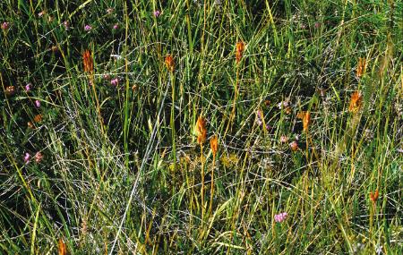 Las Dueñas peat bog