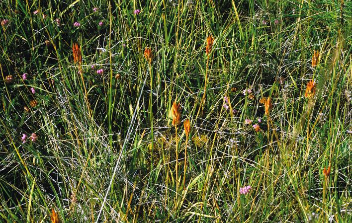 Aller à Image Tourbière de Las Dueñas