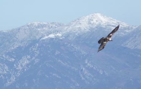 Observación de Aves con Birdwatch Asturias