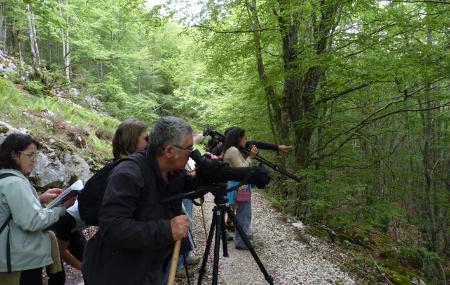 Observación de Aves con Birdwatch Asturias