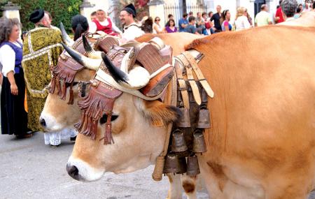 Ganado