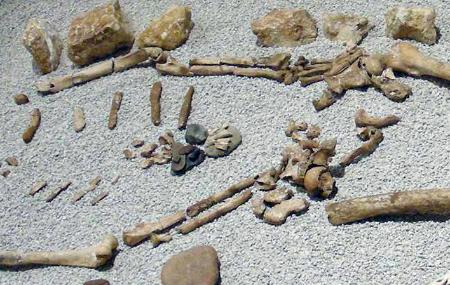 Cueva de los Azules, wird im Archäologischen Museum von Asturien ausgestellt.