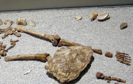 Cueva de los Azules, remains on display in the Archaeological Museum of Asturias.